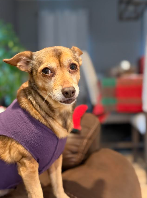 picture of the dog needing adoption