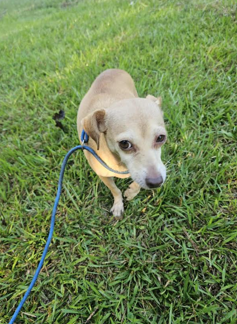 picture of the dog needing adoption