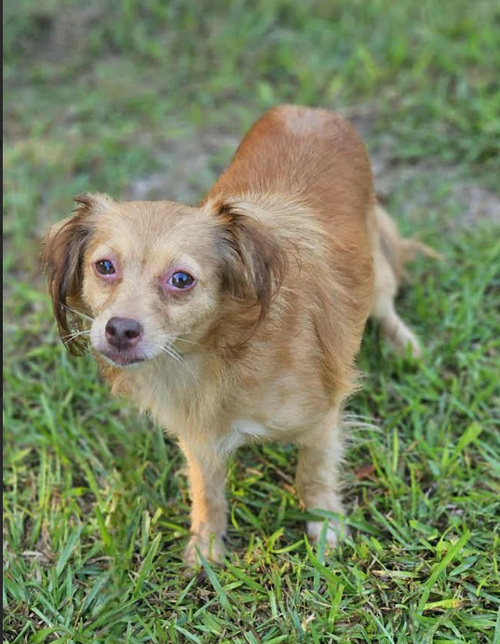 picture of the dog needing adoption