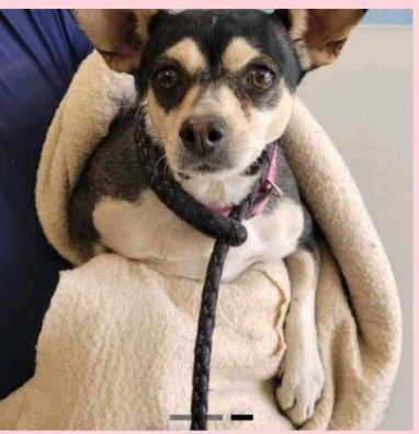picture of the dog needing adoption