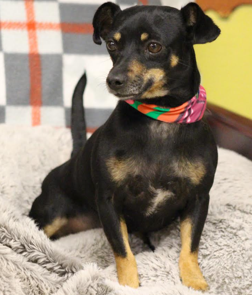 picture of the dog needing adoption