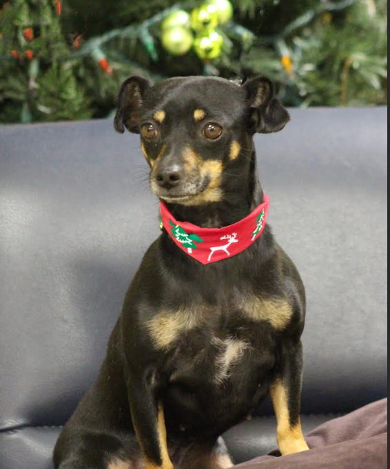 Olive in RI