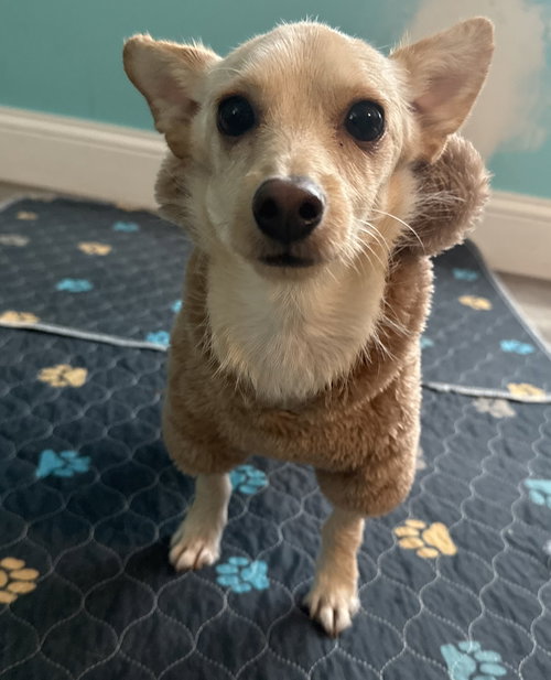 picture of the dog needing adoption