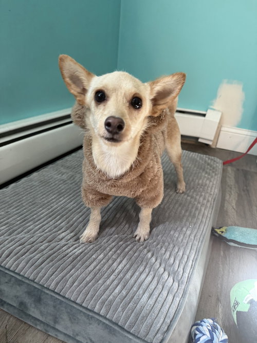 CHANNING IN RI - Chihuahua available for adoption