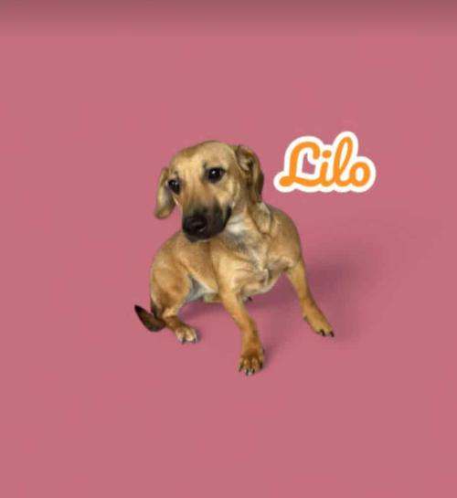 animal-image