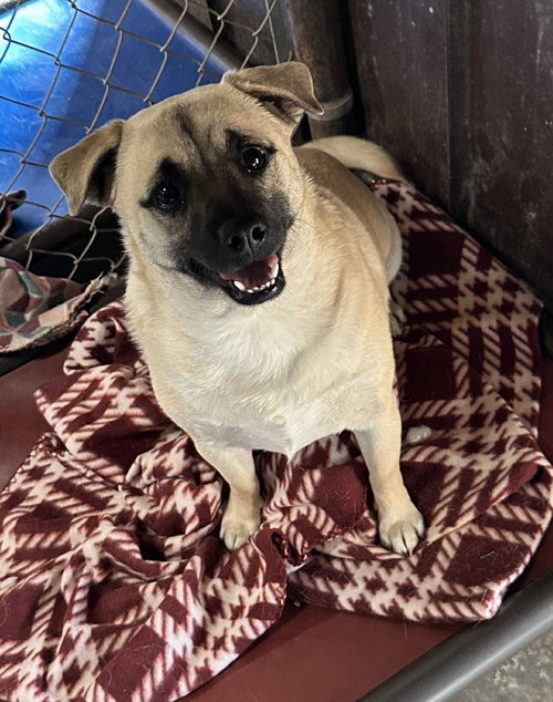 picture of the dog needing adoption