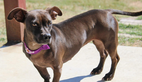 picture of the dog needing adoption