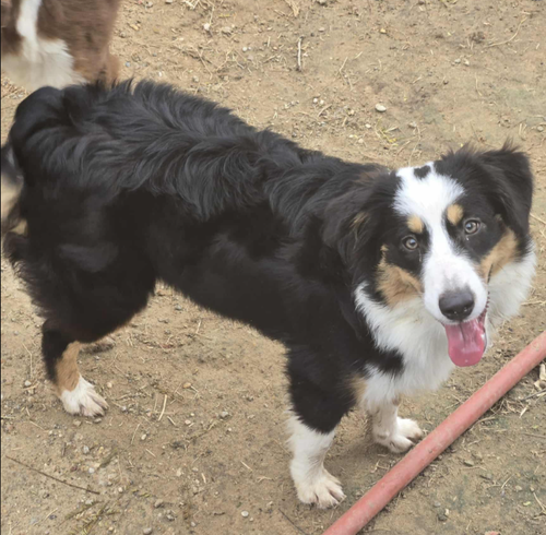 picture of the dog needing adoption