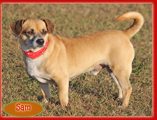 picture of the dog needing adoption