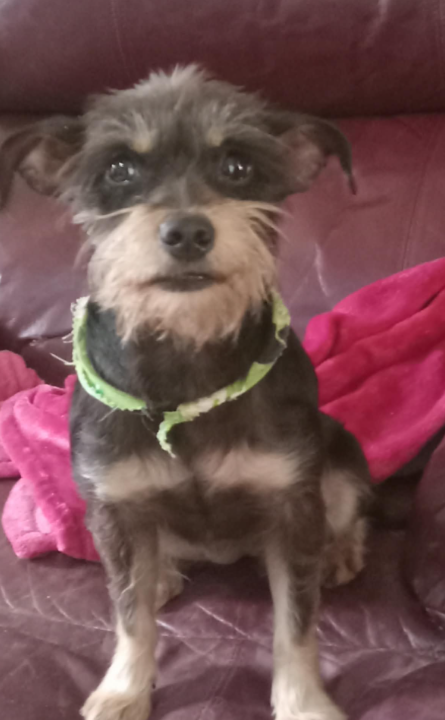 BETTY JEAN IN TX - Schnauzer available for adoption