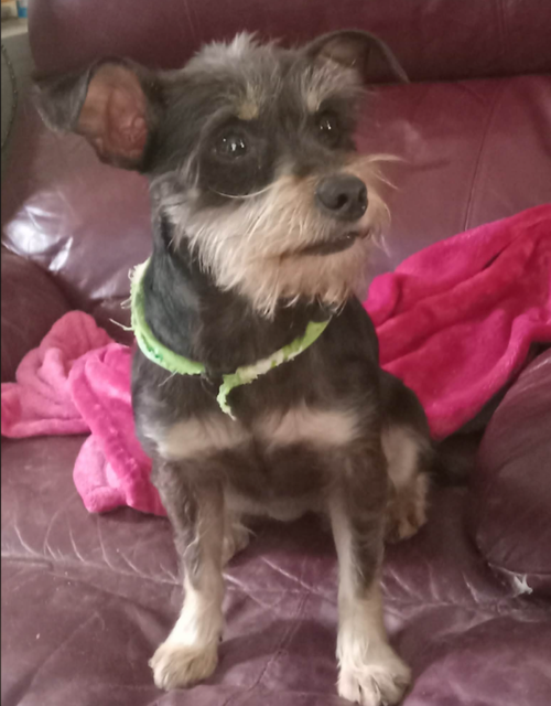 BETTY JEAN IN TX - Schnauzer available for adoption