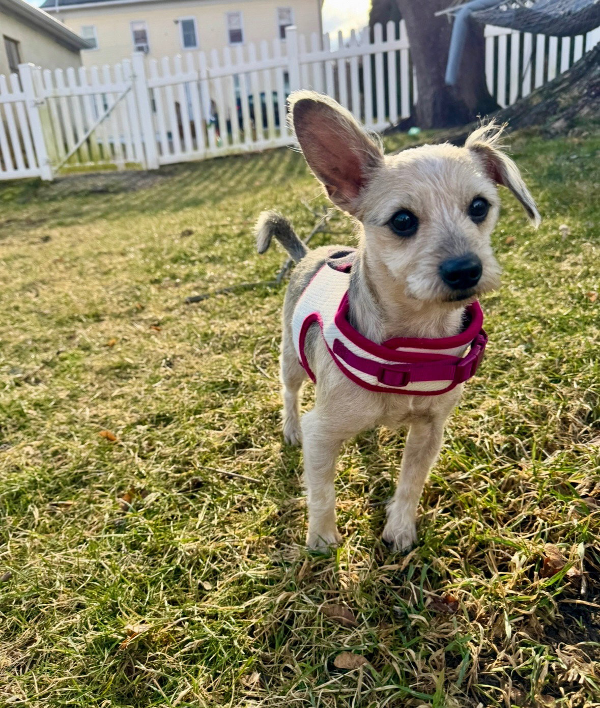Lacy Ann in RI Image