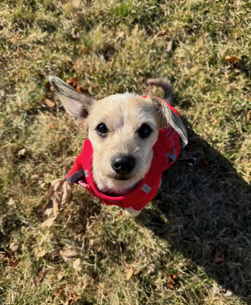 LACY ANN IN RI - Schnauzer available for adoption