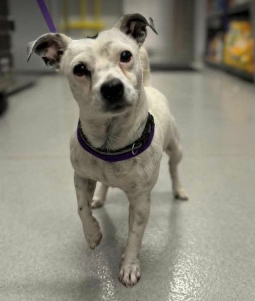 picture of the dog needing adoption