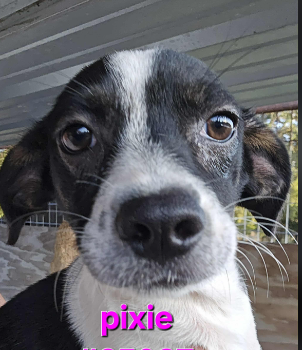 Pixie in TX