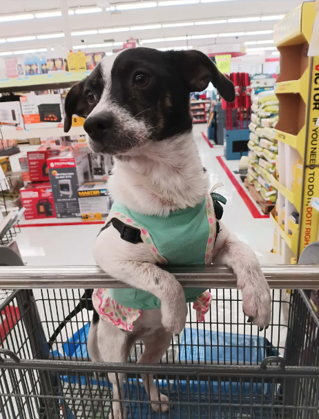 PIXIE IN TX - Chihuahua available for adoption