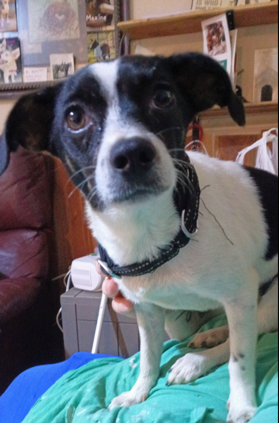 Pixie in TX Image