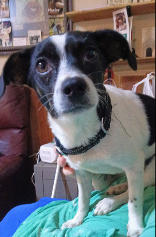 Pixie in TX, an adoptable Chihuahua in Cranston, RI