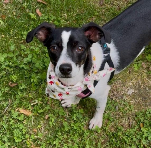 Pixie in RI