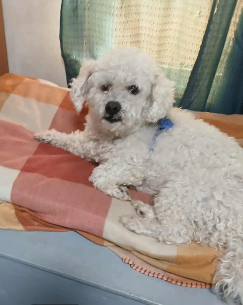 picture of the dog needing adoption
