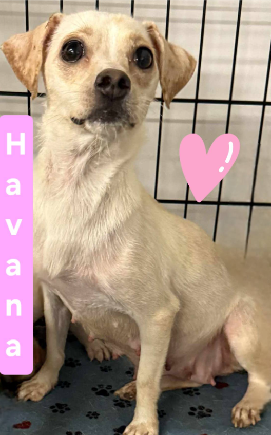 Havana in LA Image