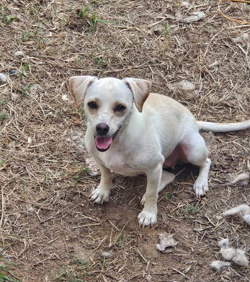 HAVANA IN LA - Chihuahua available for adoption