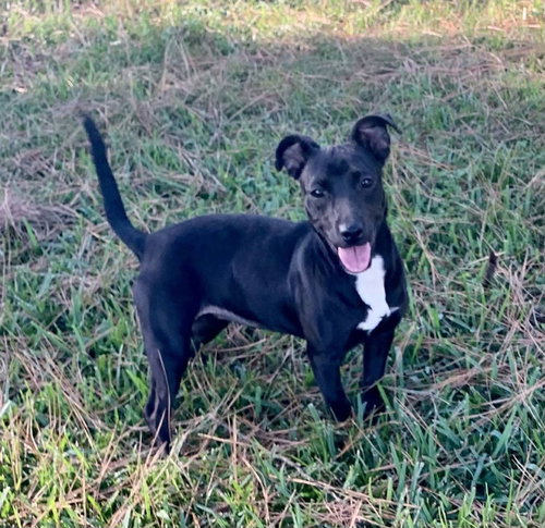 FIREFLY IN LA - Terrier available for adoption