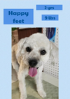 Happy Feet in TX - Photo 4