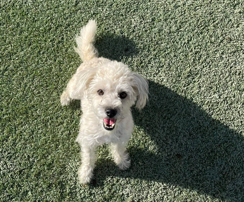 HAPPY FEET IN TX - Terrier available for adoption