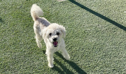 HAPPY FEET IN TX - Terrier available for adoption