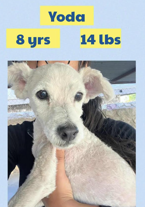 picture of the dog needing adoption