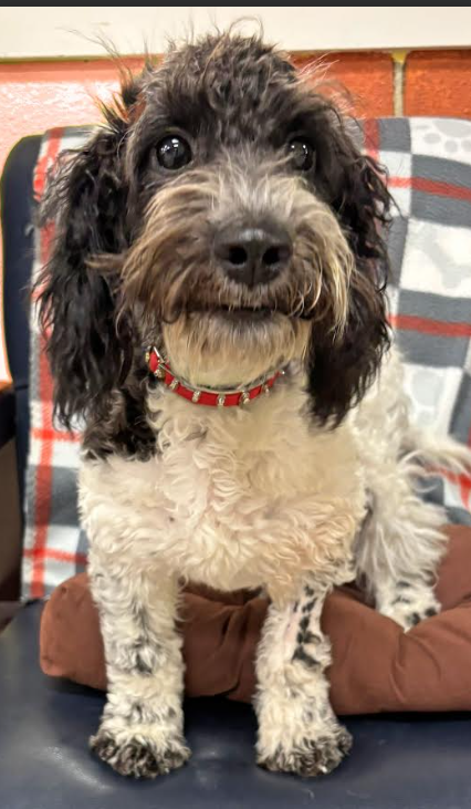 picture of the dog needing adoption