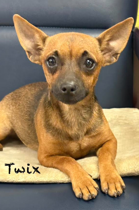 picture of the dog needing adoption