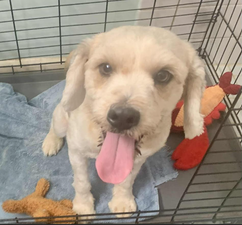 picture of the dog needing adoption
