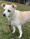 Daisy in RI - Photo 4