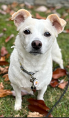 Daisy in RI - Photo 5