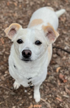 Daisy in RI - Photo 6