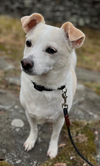 Daisy in RI - Photo 11