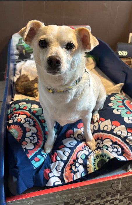 DAISY IN RI - Unknown available for adoption