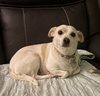 Daisy in RI - Photo 2
