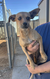 Rosie in TX - Photo 2