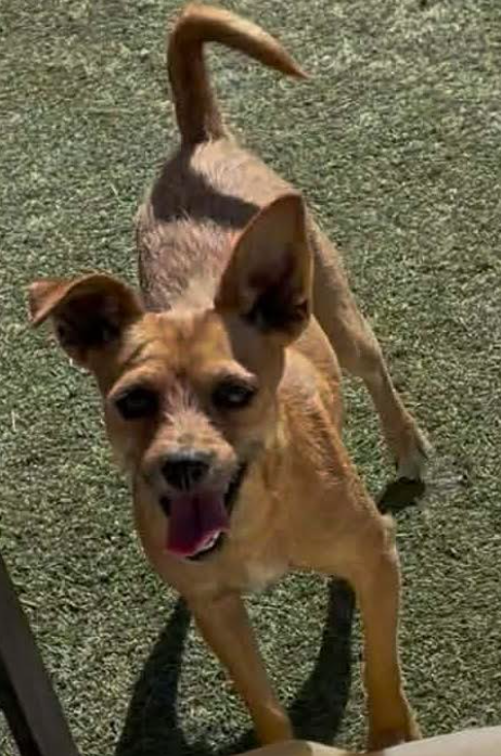 Rosie in TX Image