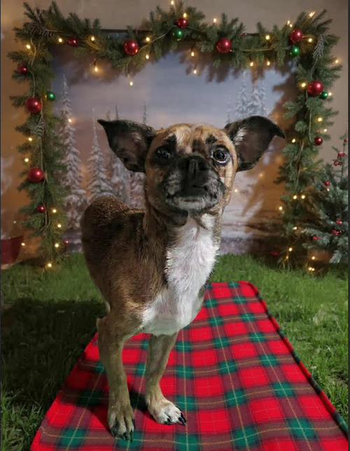 animal-image