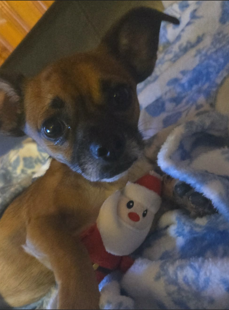 CHICO IN RI - Chihuahua available for adoption