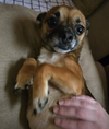 Chico in RI - Photo 3