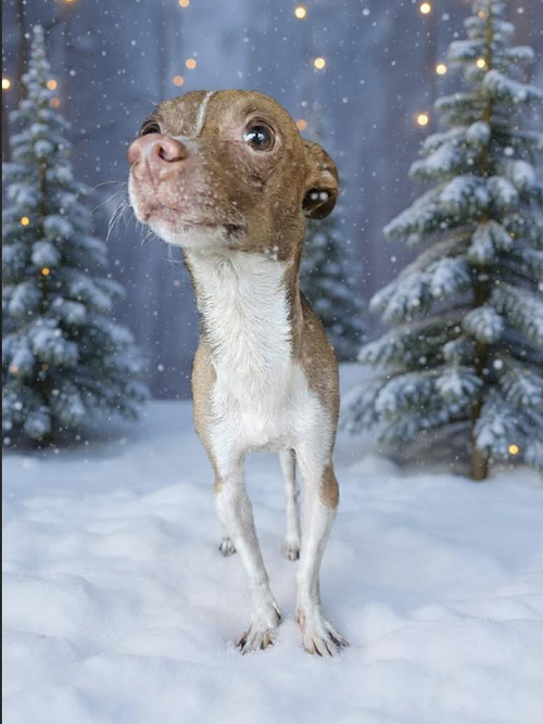 TONKA IN LA - Chihuahua available for adoption