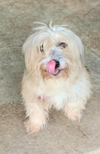 Mr. Fitz in LA - Photo 2