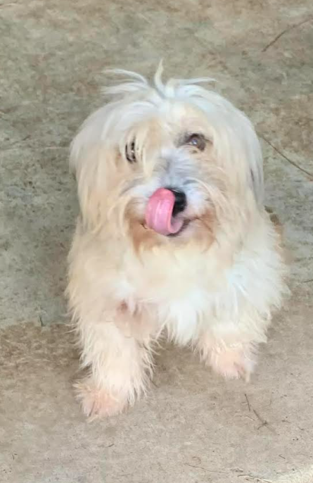 MR. FITZ IN LA - Terrier available for adoption