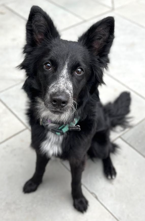 PEPPER ROSE IN RI - Border Collie available for adoption
