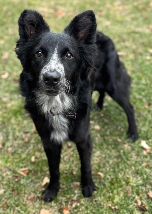 PEPPER ROSE IN RI - Border Collie available for adoption